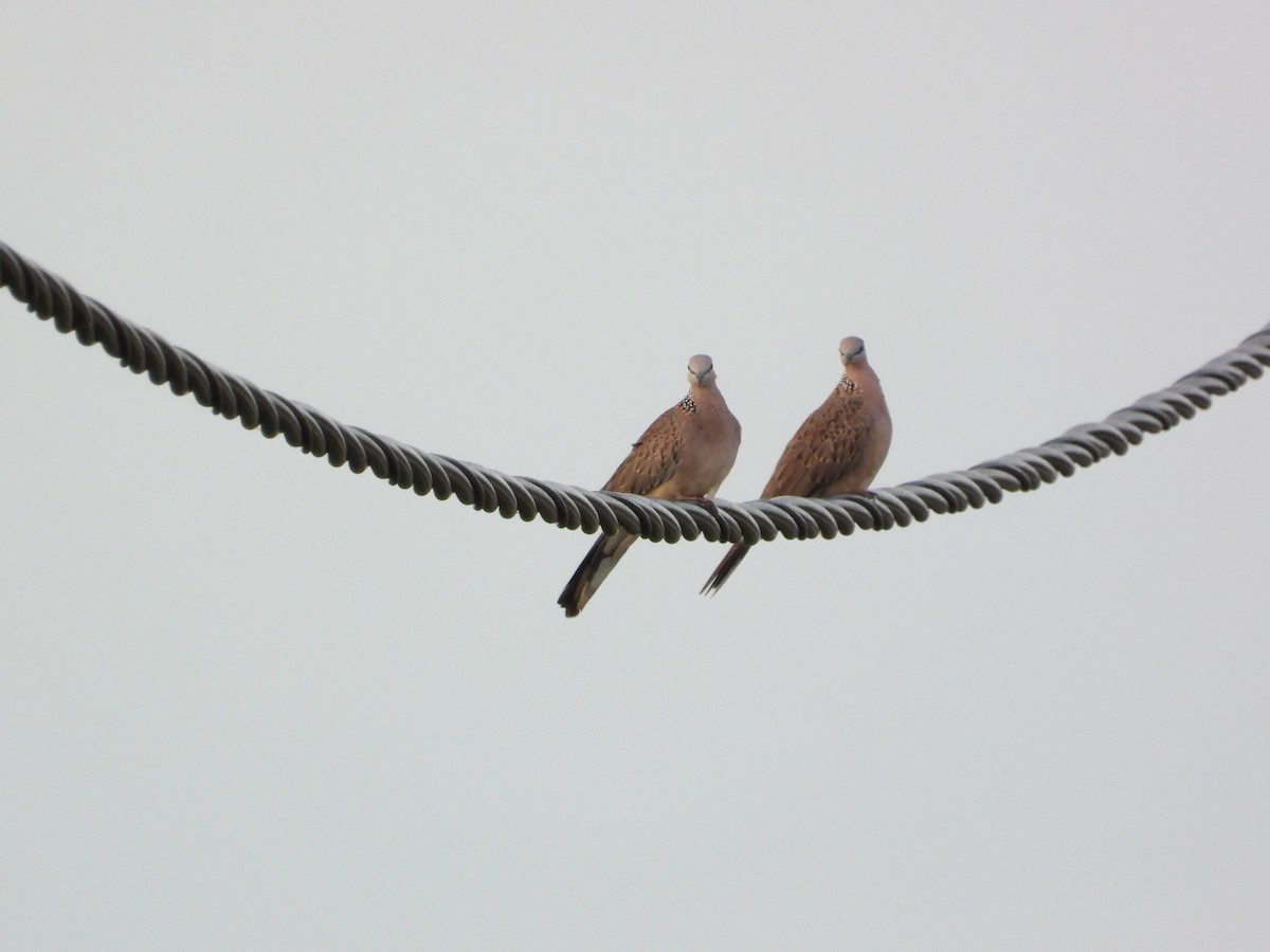 Perlhalstaube - ML645633917