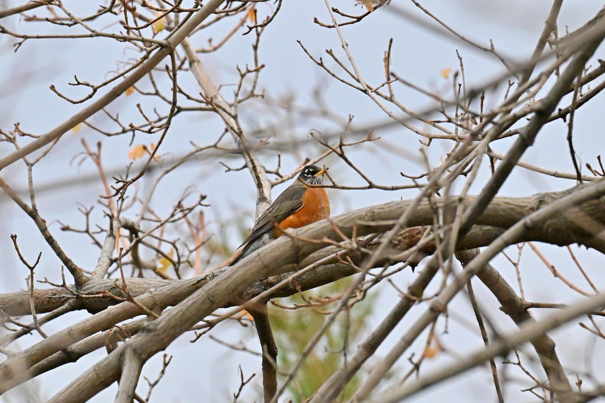 Wanderdrossel - ML645633918