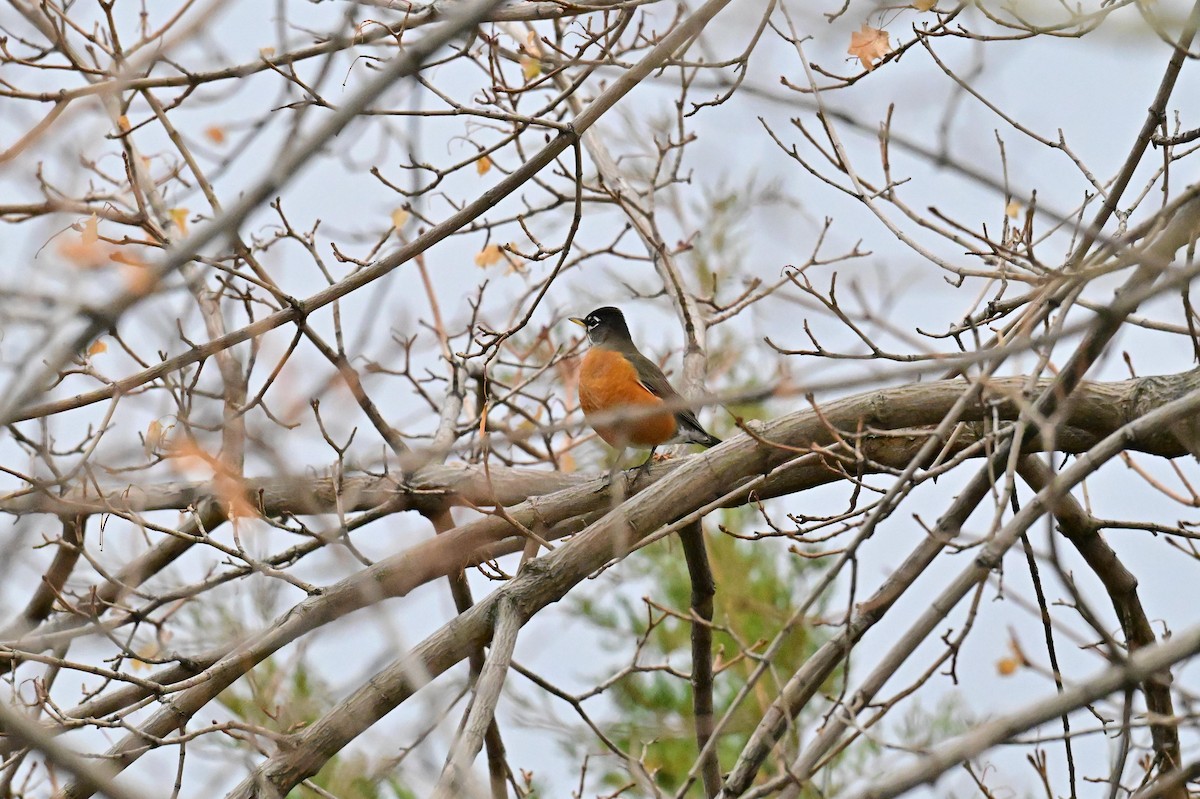 Wanderdrossel - ML645633919