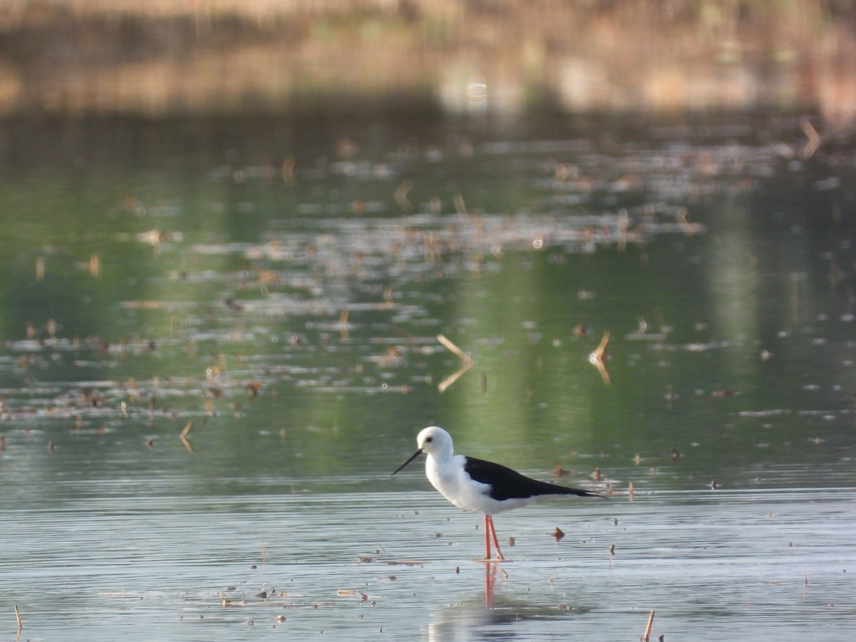 Stelzenläufer - ML645633920