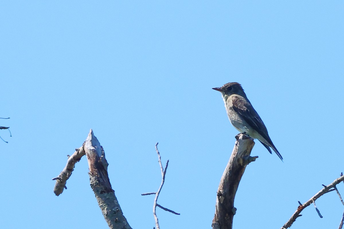 Olivflanken-Schnäppertyrann - ML645633922