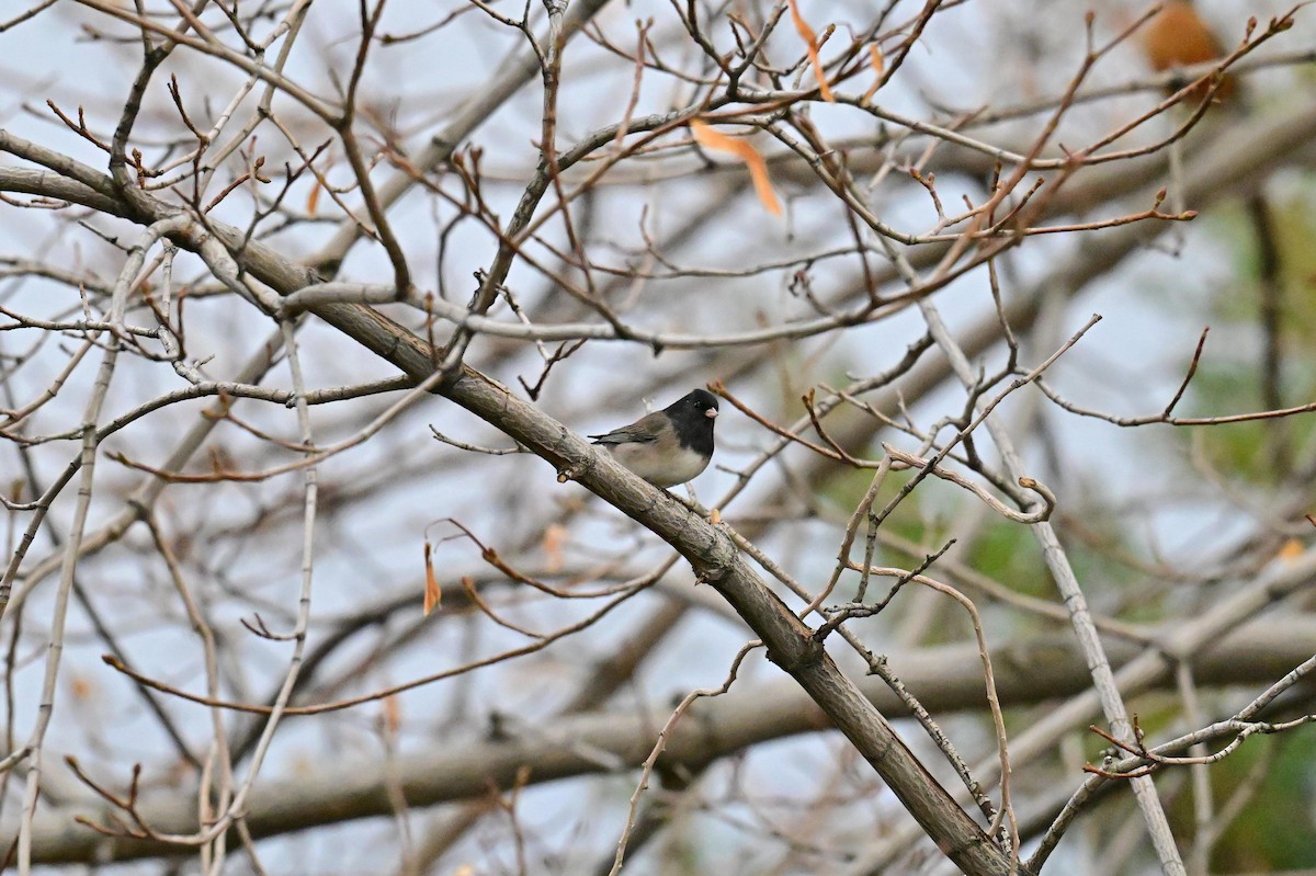 Winterammer - ML645633925