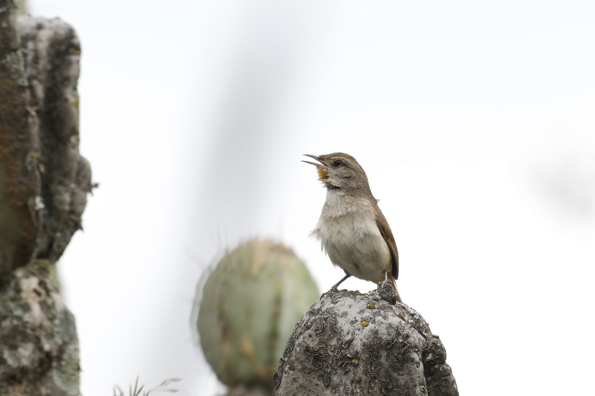 Grauwangencanastero - ML645633934