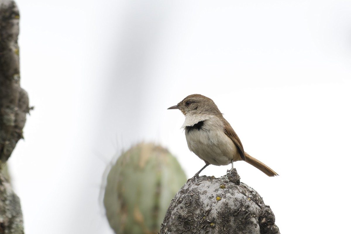 Grauwangencanastero - ML645633935