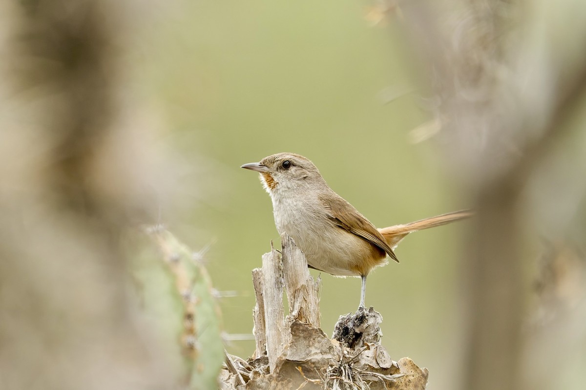 Grauwangencanastero - ML645633936