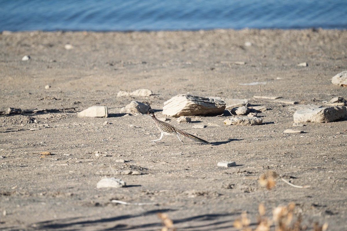 Wegekuckuck - ML645633937