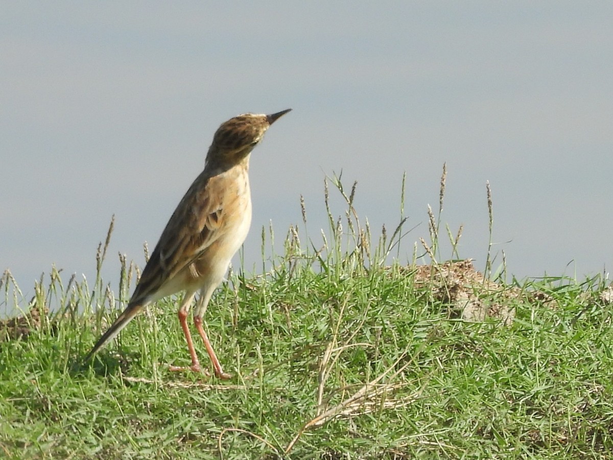 Paddyfield Pipit - ML645633939