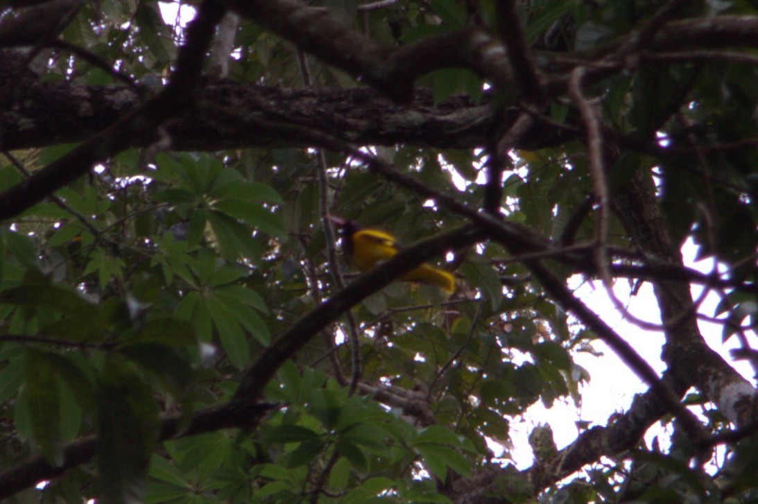 Black-hooded Oriole - ML645633940