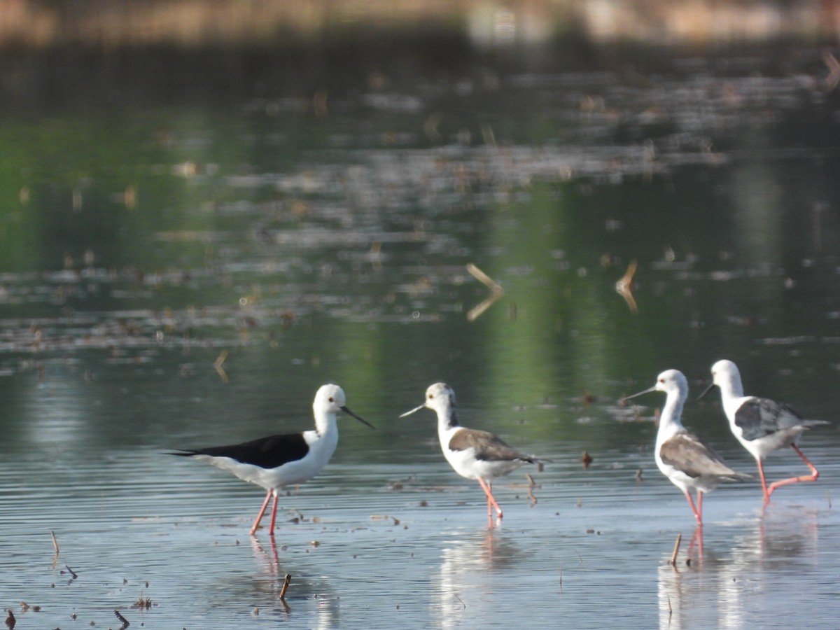 Zankaluze eurasiarra - ML645633941