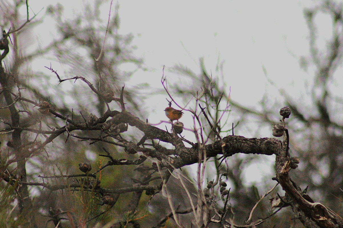 Southern Emuwren - ML645633942