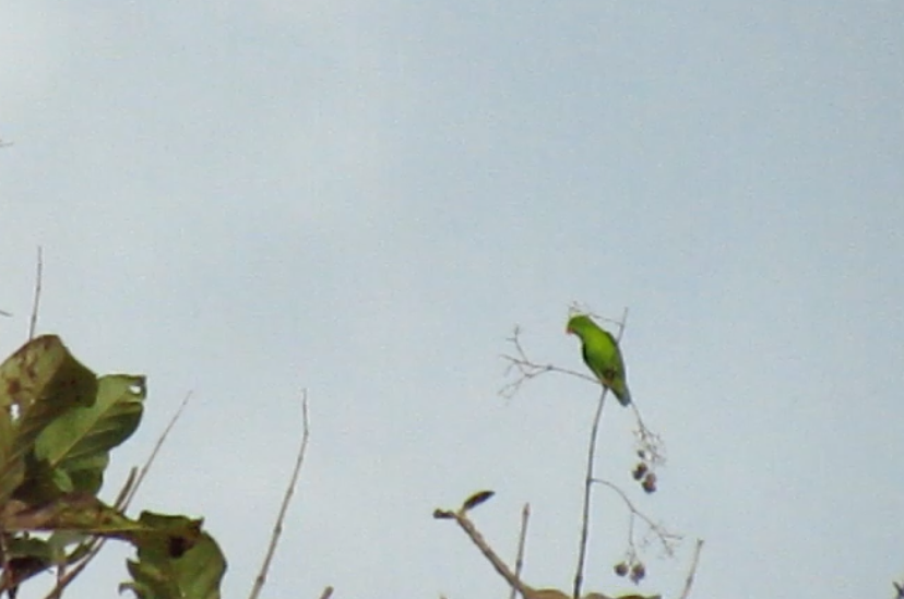 Vernal Hanging-Parrot - ML645633947