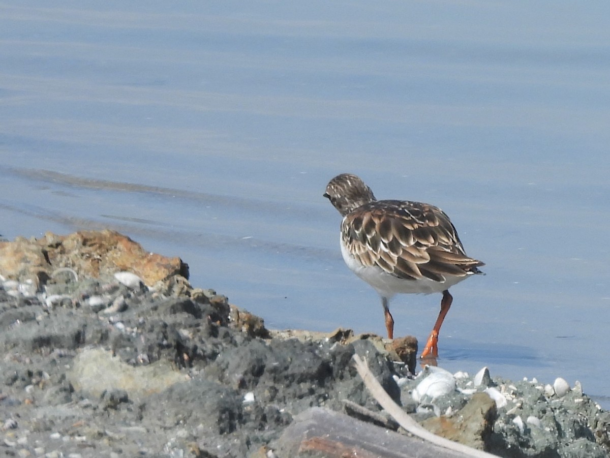 Ruddy Turnstone - ML645633949