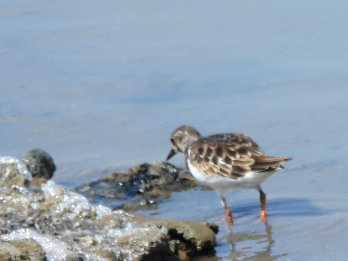 Ruddy Turnstone - ML645633950
