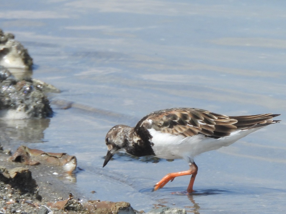 Ruddy Turnstone - ML645633951