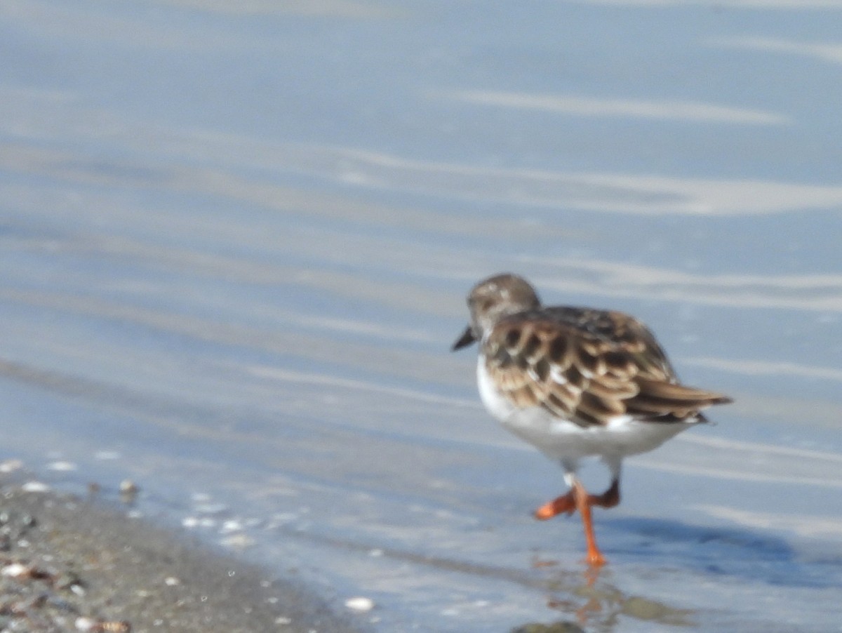 Ruddy Turnstone - ML645633952
