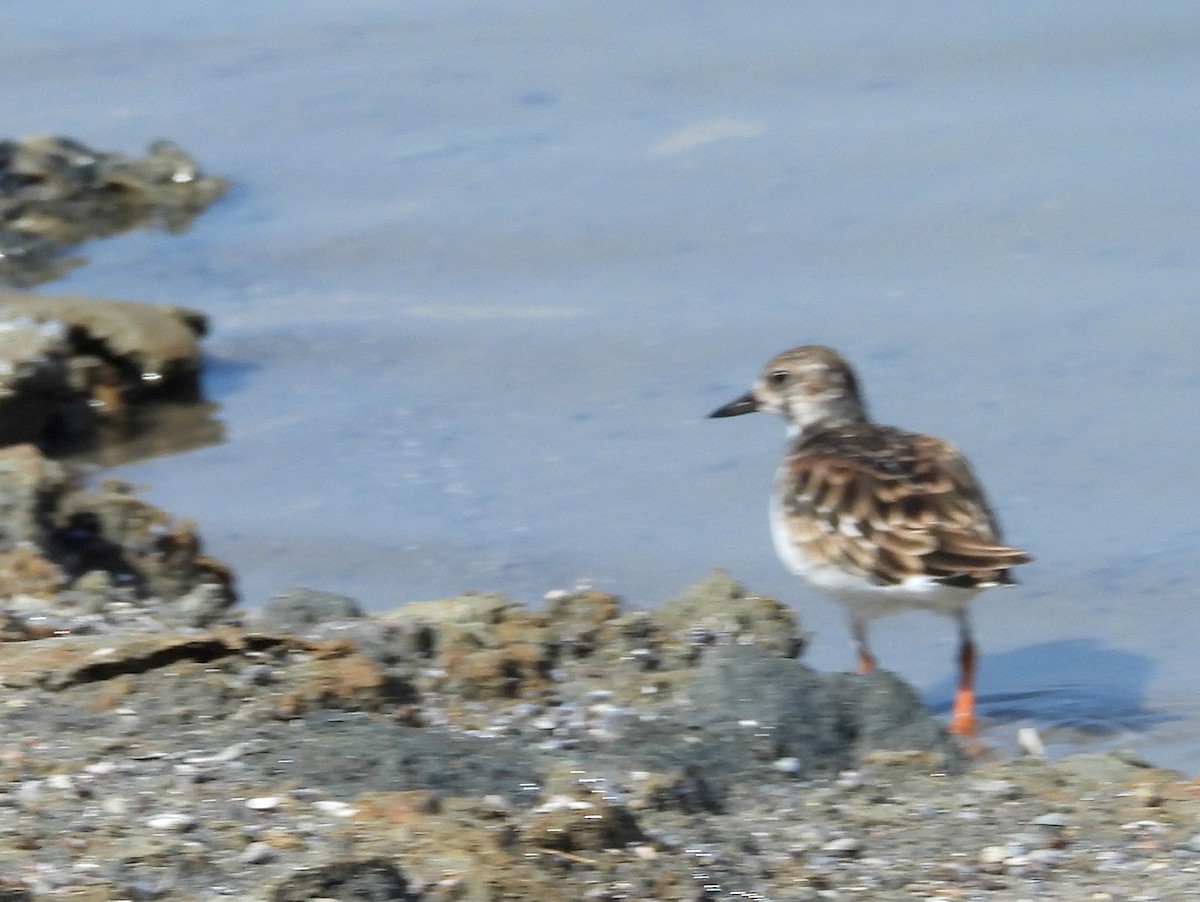 Ruddy Turnstone - ML645633953
