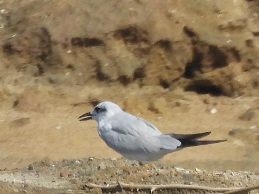 Gull-billed Tern - ML645633973