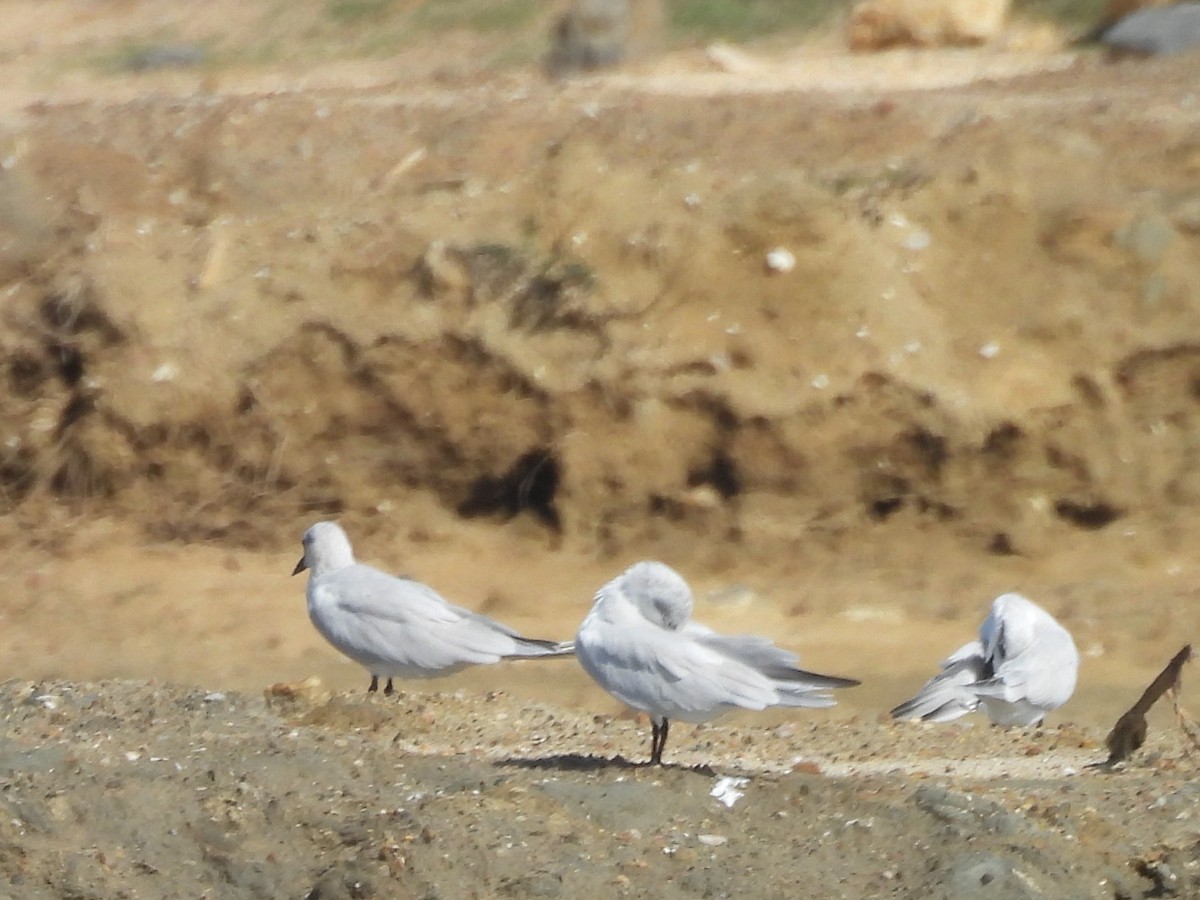 Gull-billed Tern - ML645633974