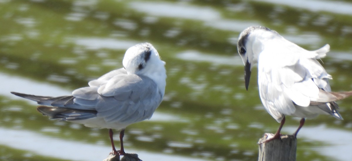 Whiskered Tern - ML645633975