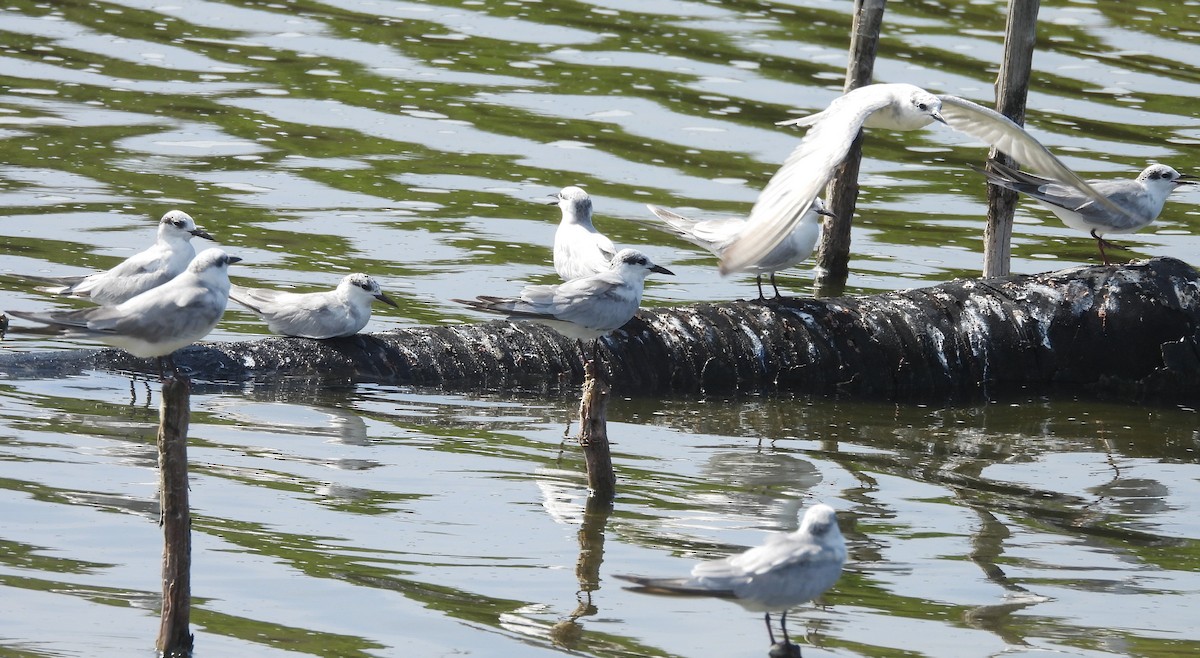 Whiskered Tern - ML645633976