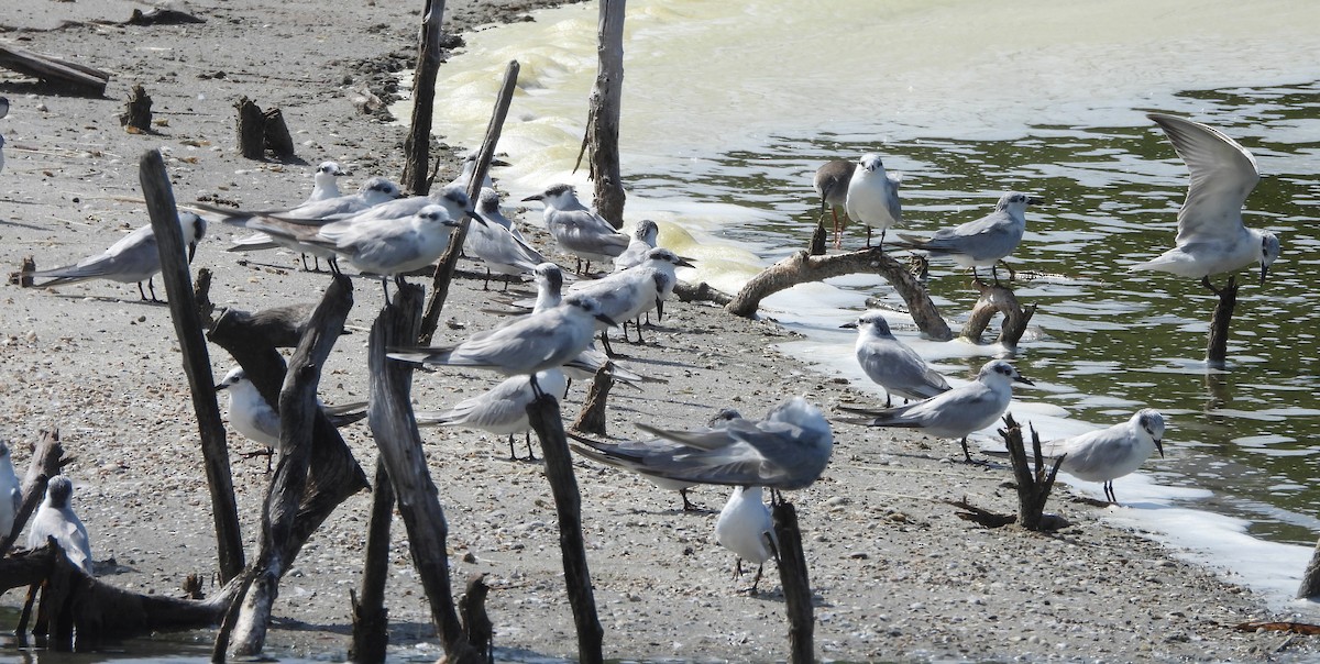 Whiskered Tern - ML645633978