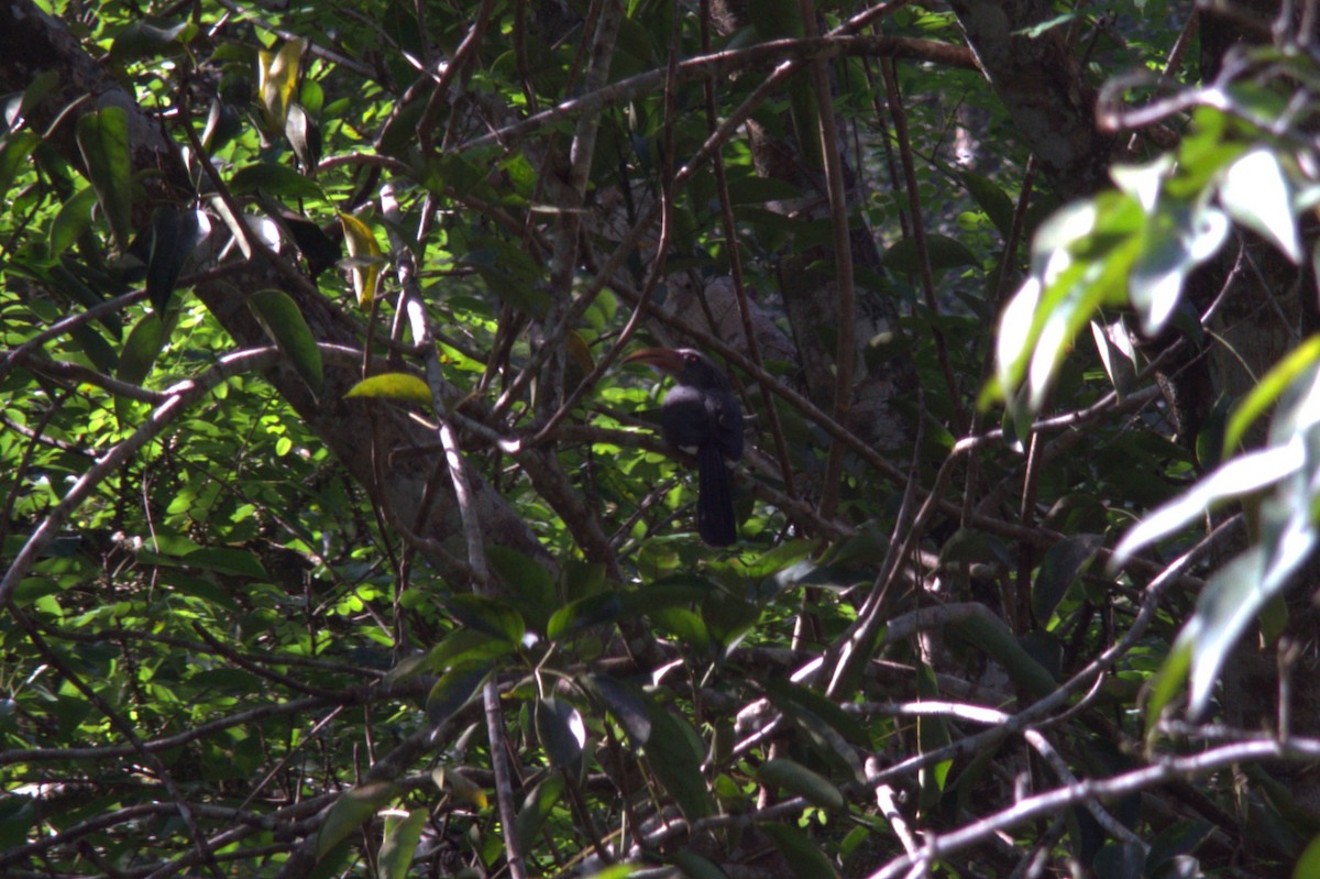 Malabar Gray Hornbill - ML645633979