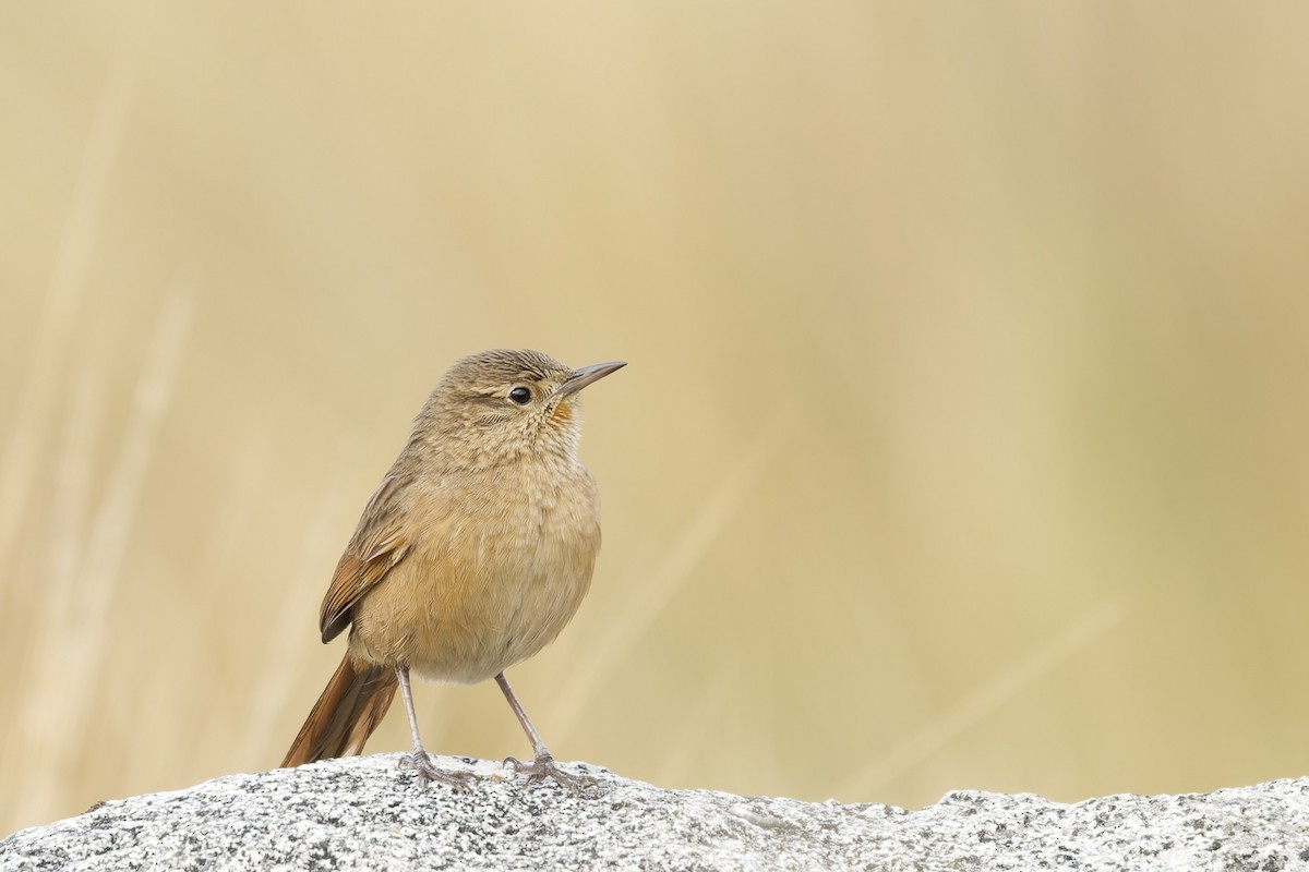 Streak-backed Canastero (Streak-backed) - ML645633990