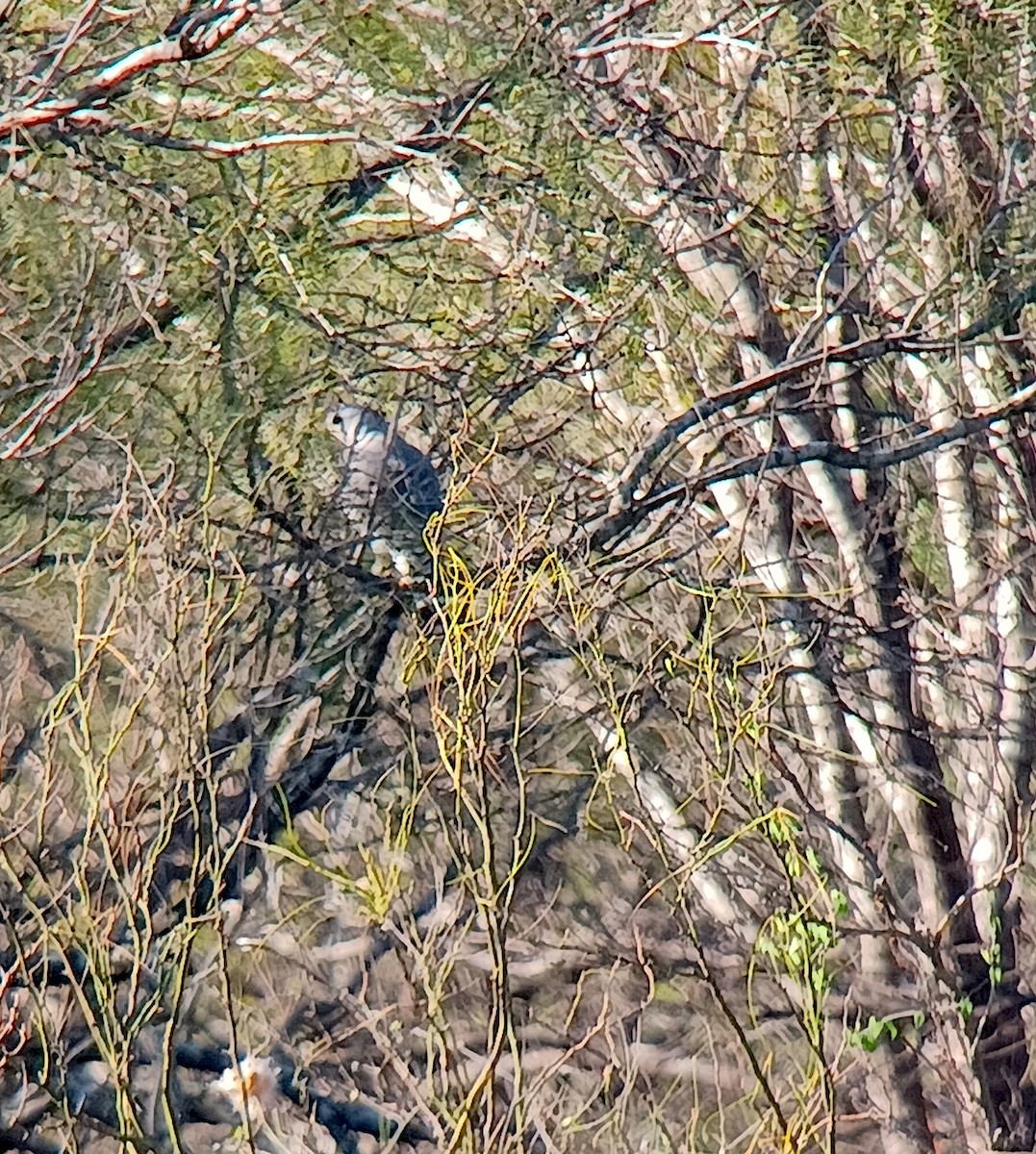 Gray Hawk - ML645633998