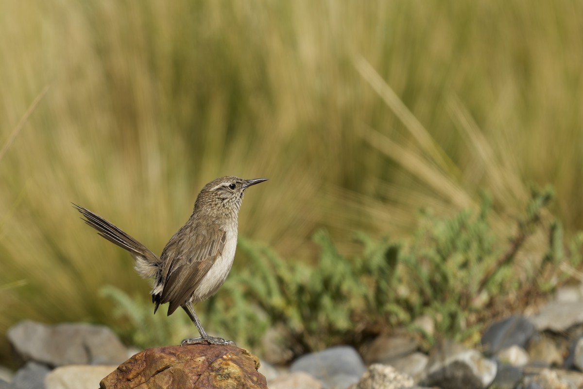 Synallaxe terrestre - ML645633999