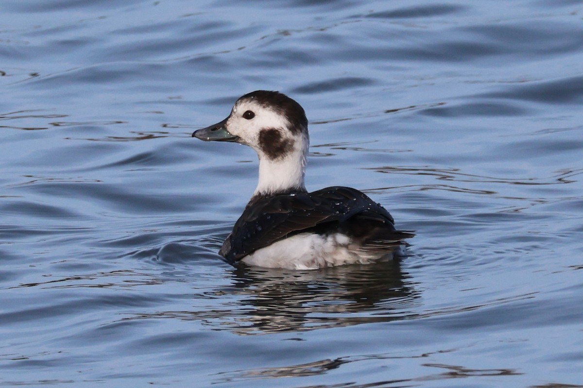Long-tailed Duck - ML645634011