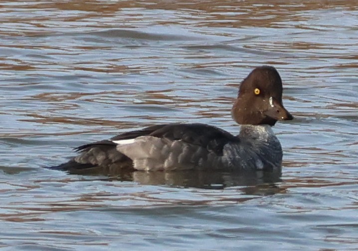 Common Goldeneye - ML645634027