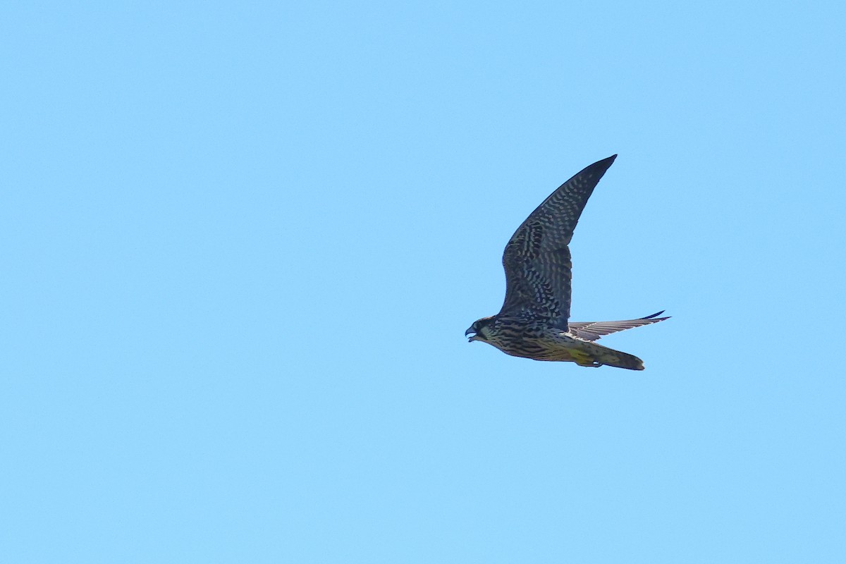 sokol stěhovavý - ML645634029