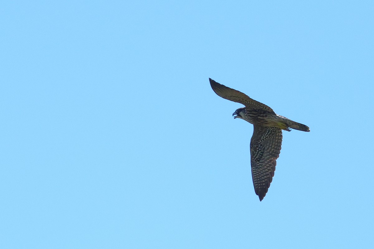 sokol stěhovavý - ML645634030