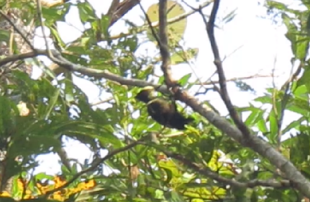 Heart-spotted Woodpecker - ML645634036