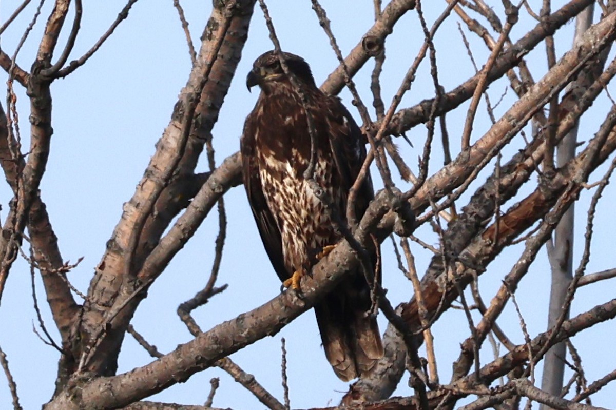 Bald Eagle - ML645634055