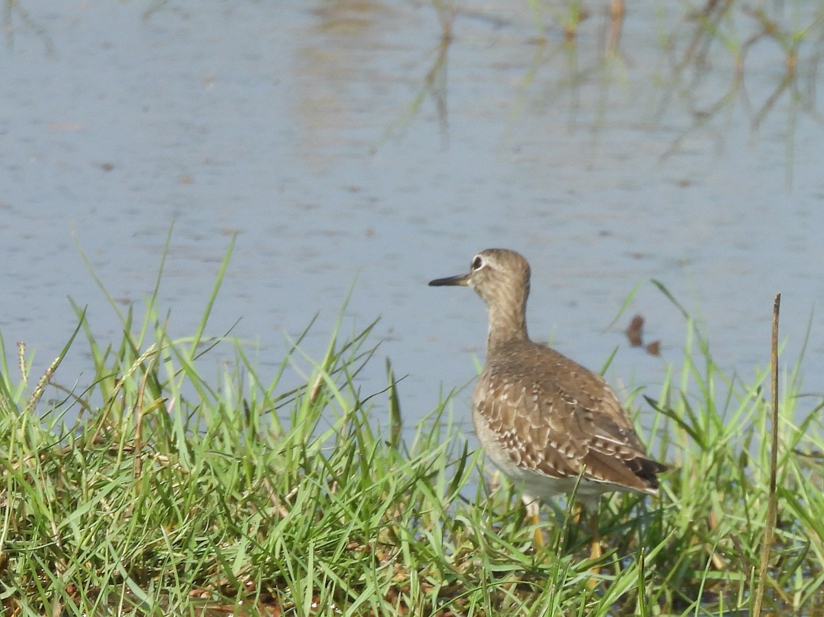 vodouš bahenní - ML645634056