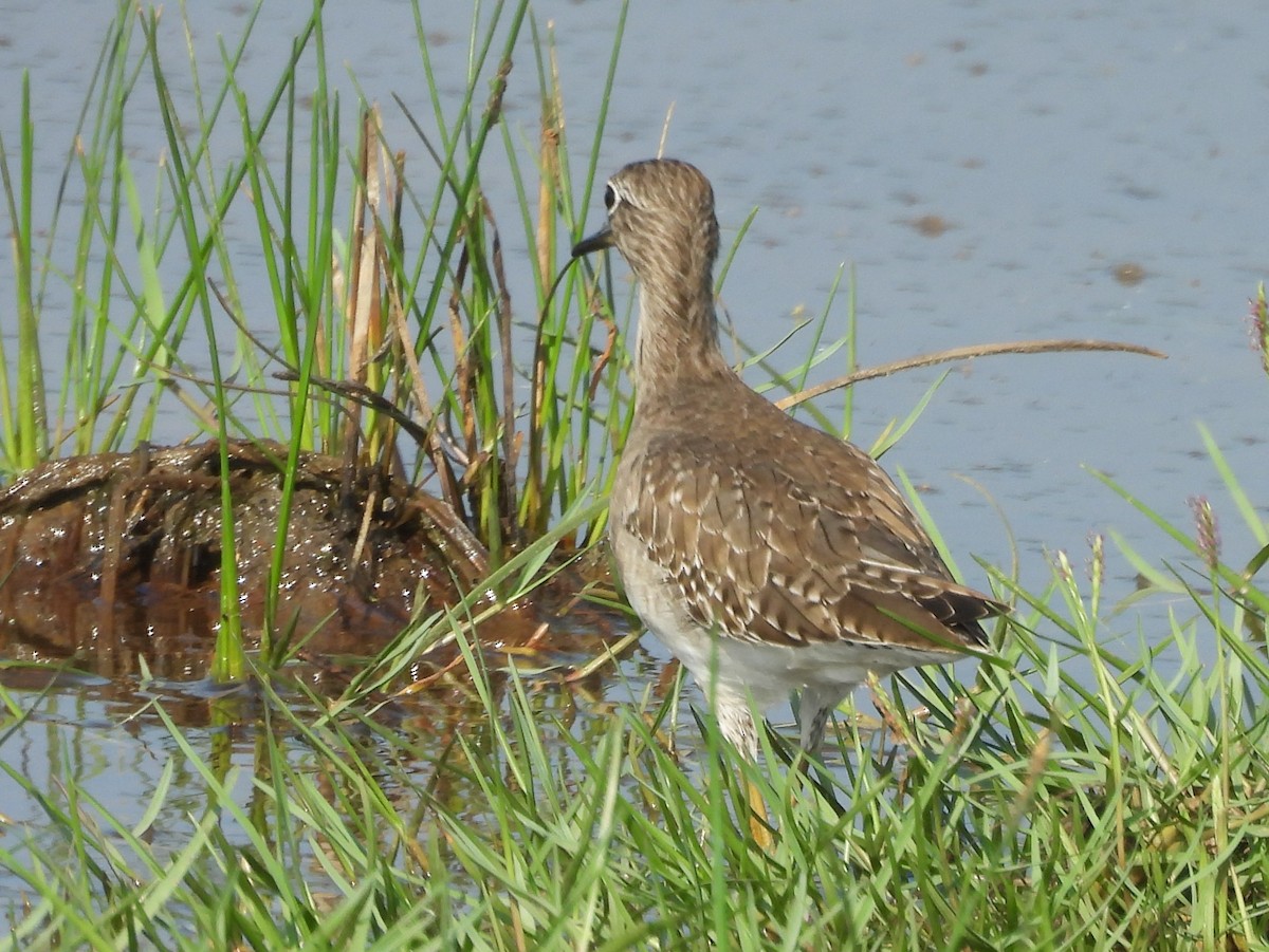 vodouš bahenní - ML645634057