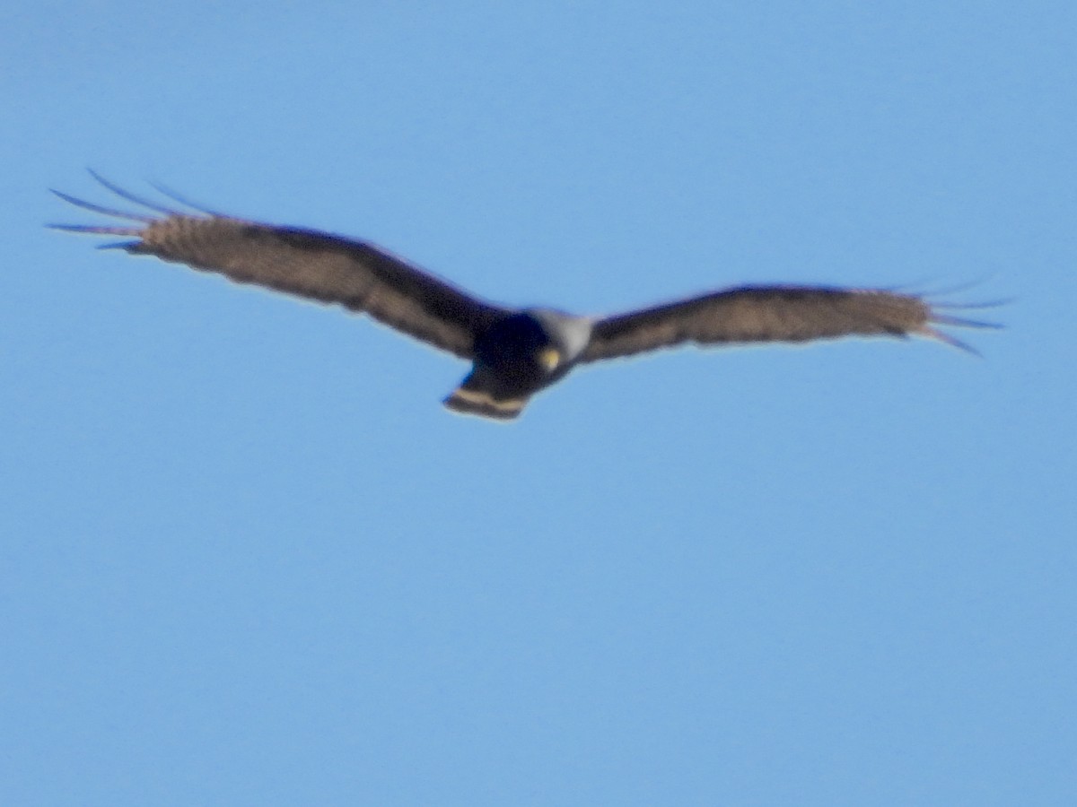 Zone-tailed Hawk - ML645634068