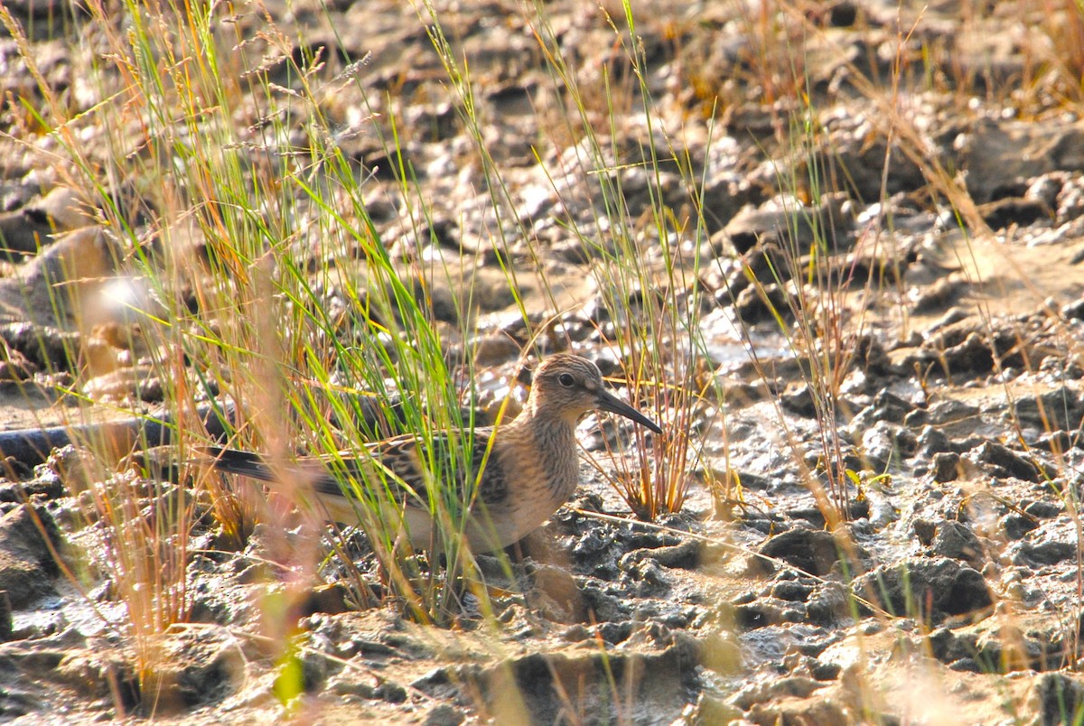 Дутыш - ML645634076