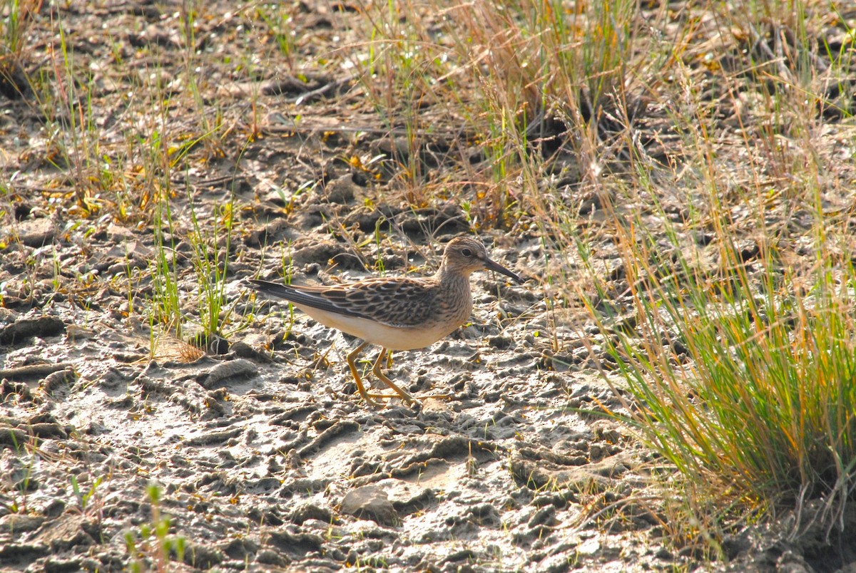 Дутыш - ML645634077