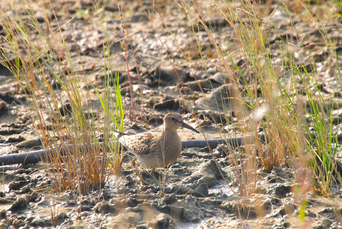 Дутыш - ML645634078