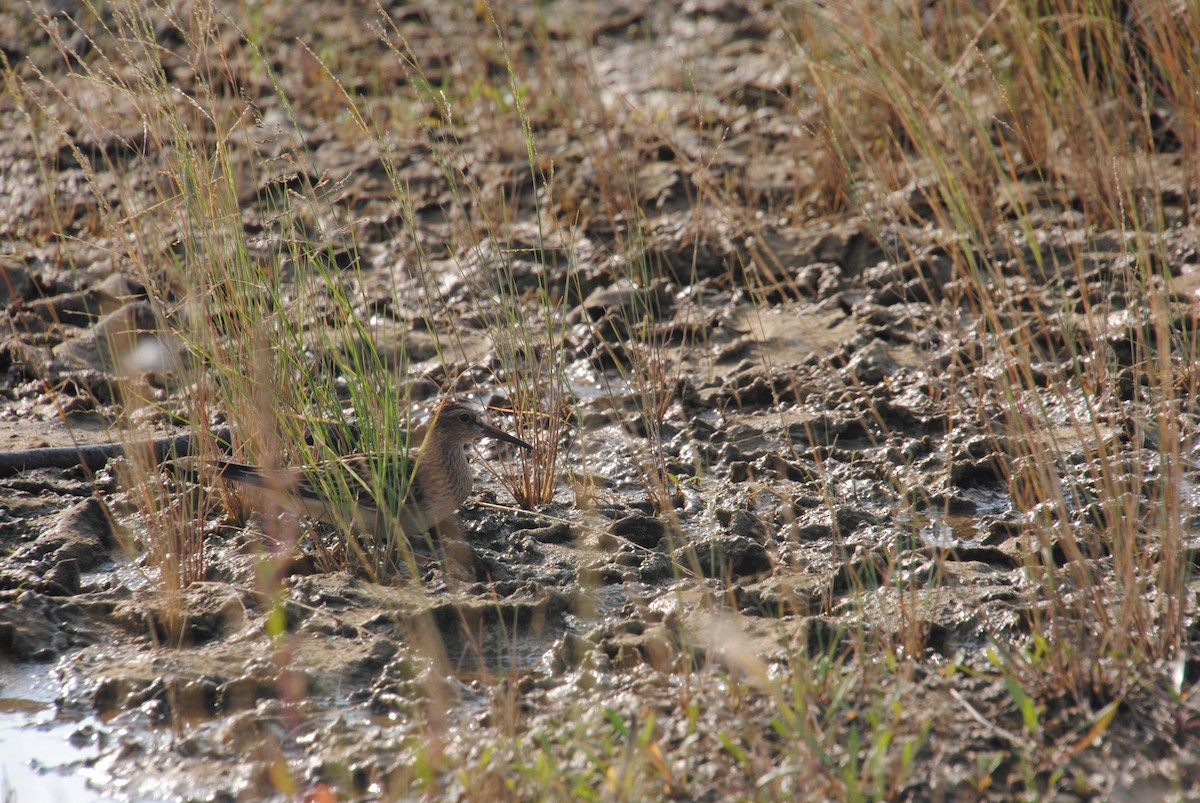 Дутыш - ML645634079