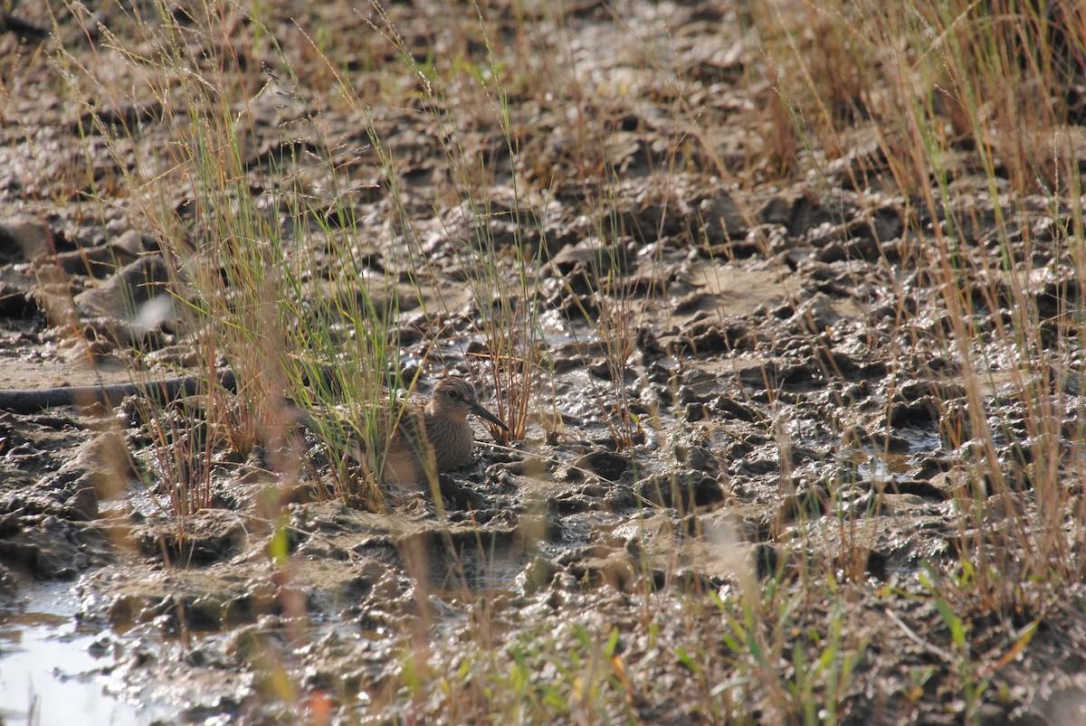 Дутыш - ML645634080