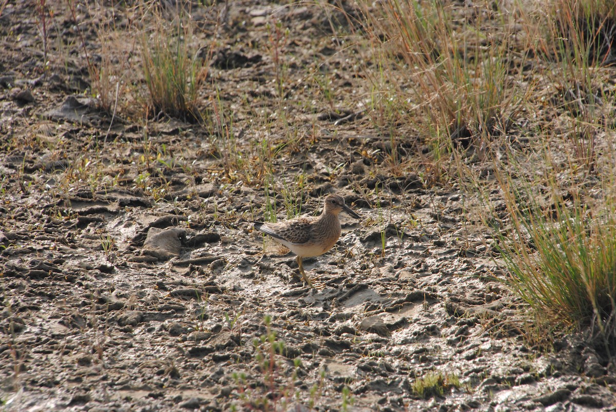 Дутыш - ML645634081