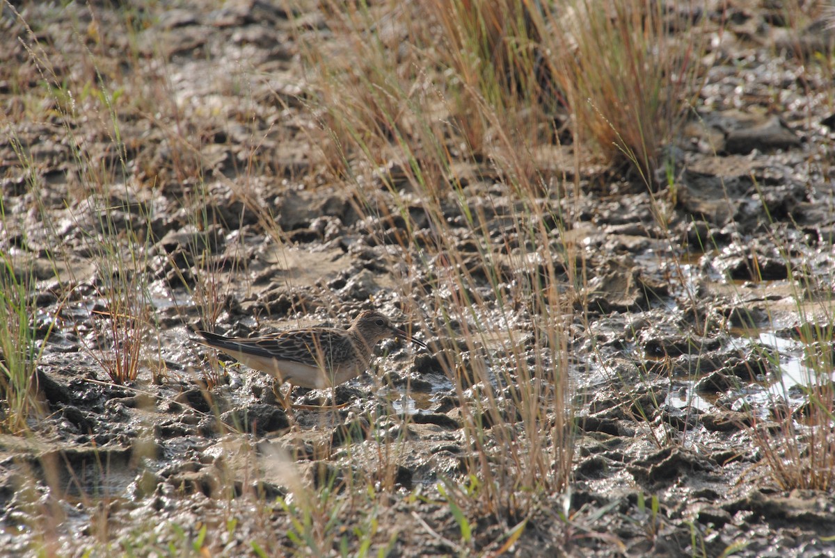 Дутыш - ML645634082