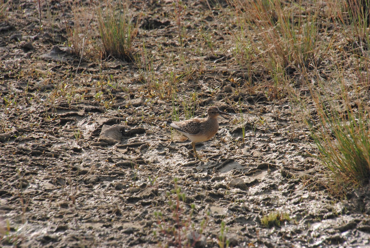 Дутыш - ML645634083