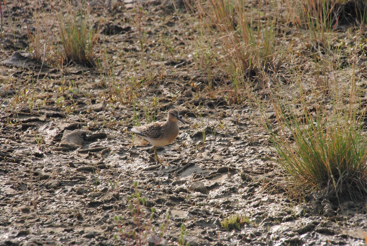 Дутыш - ML645634084