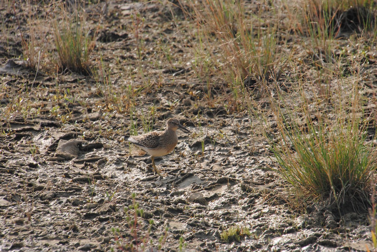 Дутыш - ML645634085