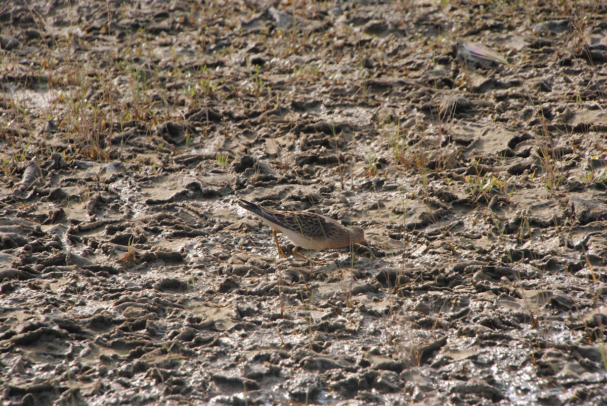 Дутыш - ML645634086