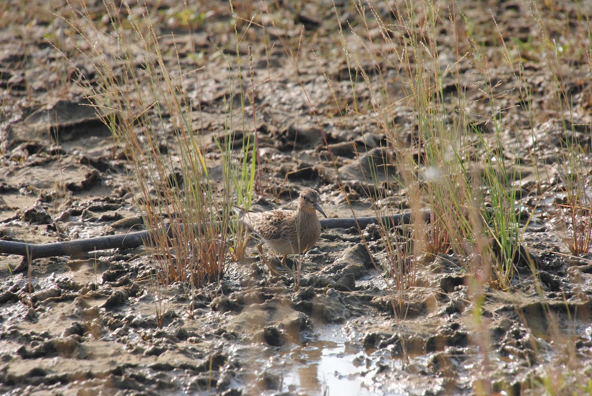 Дутыш - ML645634087